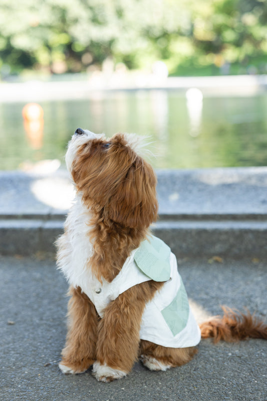 Cloud Collar Jacquard Top