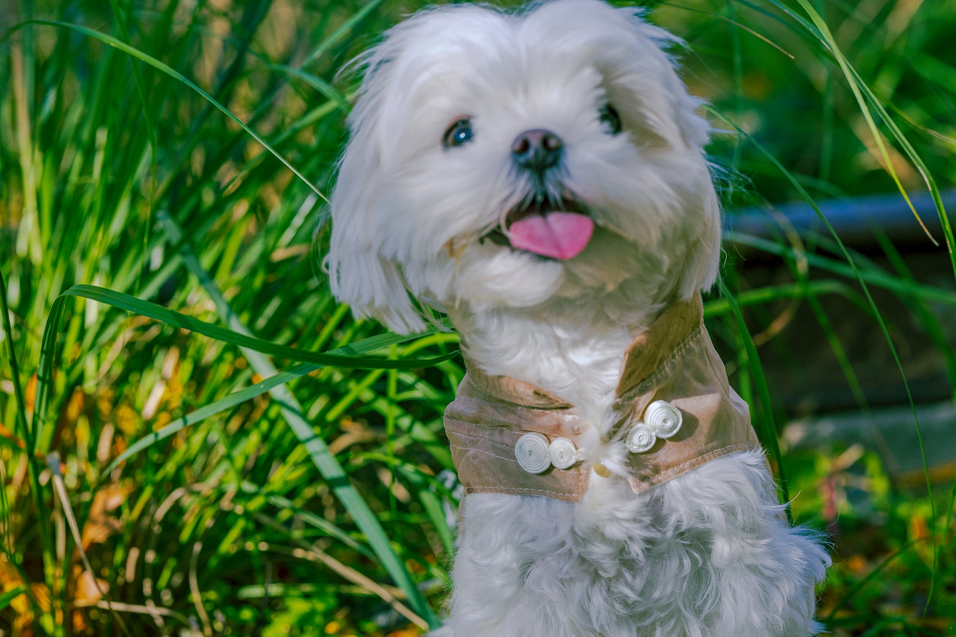 Baby Girl Buckle Top – House of Furry - Main Image